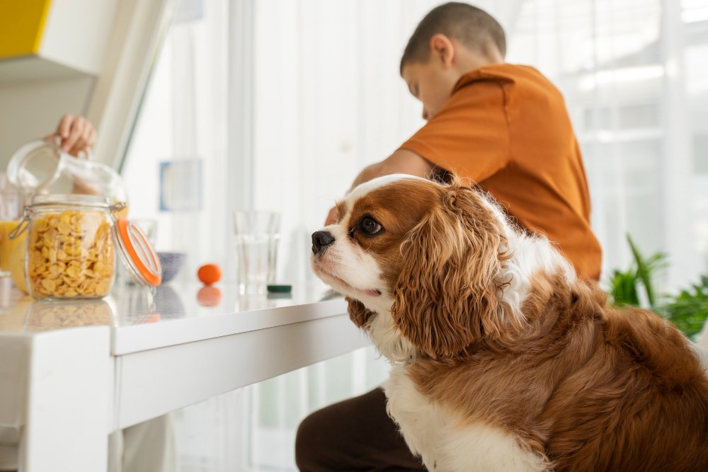 Leave Food, Toys, and High-Value Items at Home